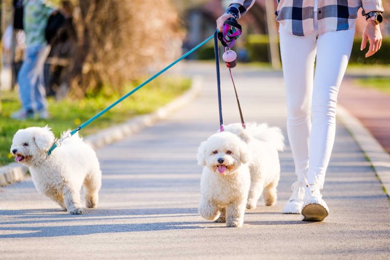 Is Your Pet Anxious? Here’s How to Spot It and What to Do