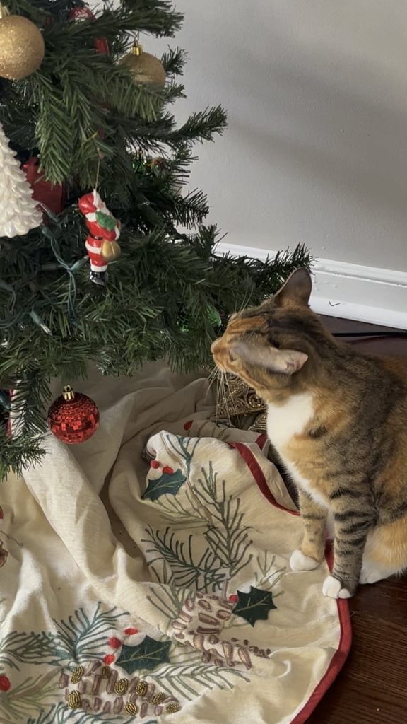 Are Cats Allergic to Christmas Trees