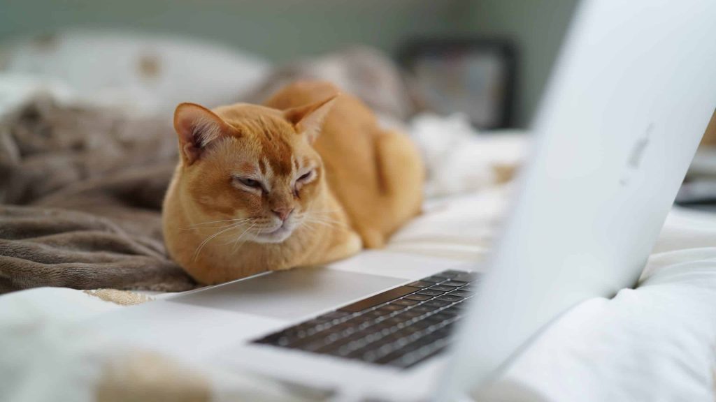 Are Cats That Watch Tv Smarter