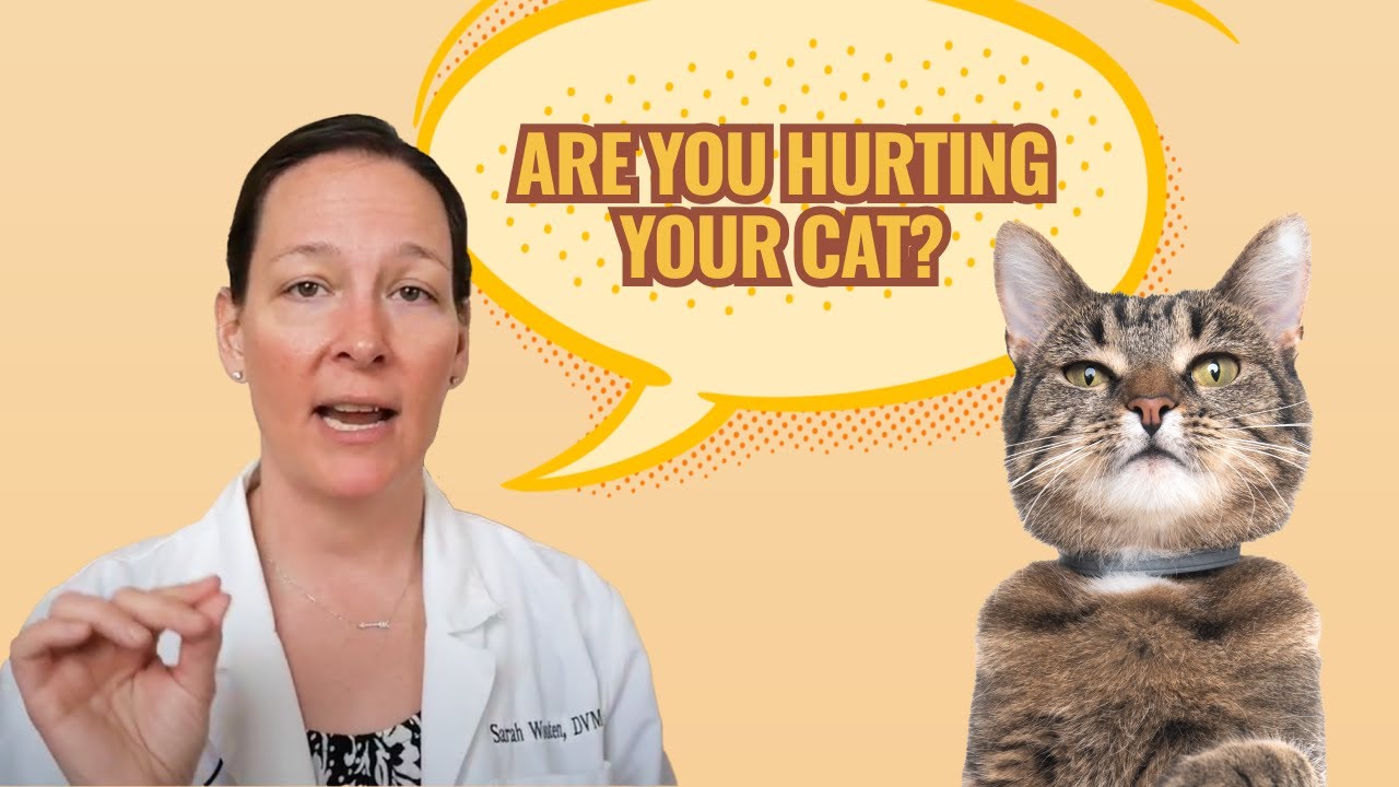 Are Flea Collars Safe for Cats