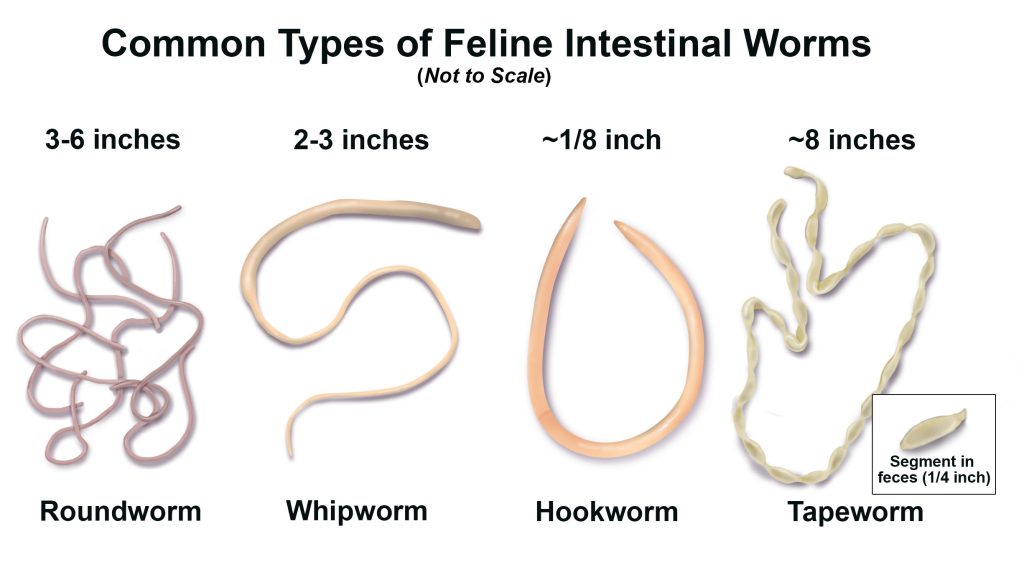 Are Tapeworms Contagious in Cats