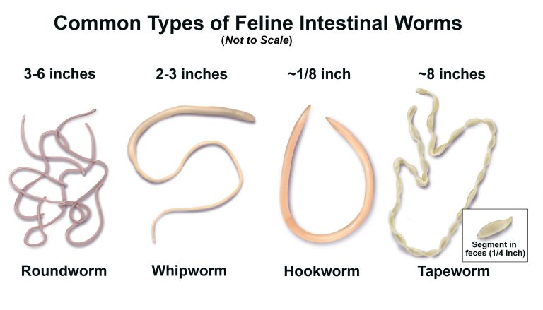 Are Tapeworms Contagious in Cats