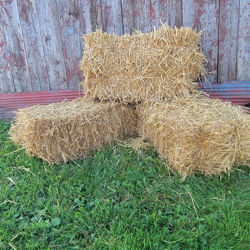 Best Bedding for Feral Cats