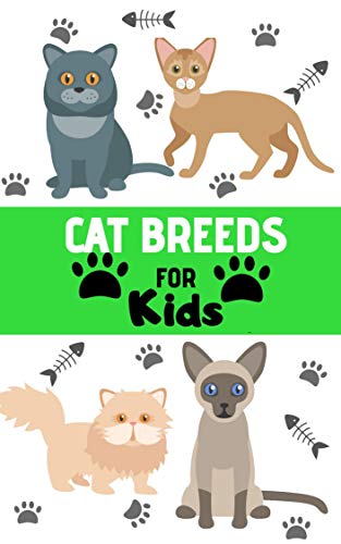 Best Cat Breed for Kids
