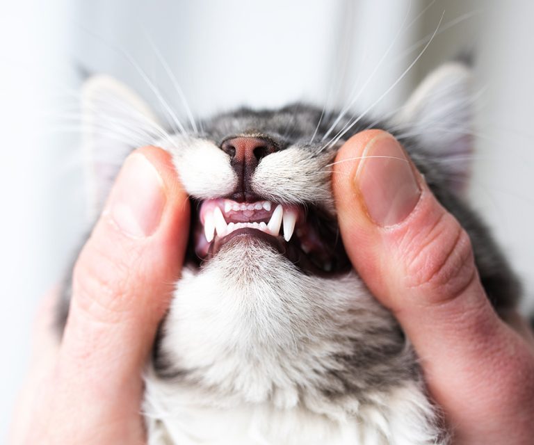Can a Vet Tell How Old a Cat is