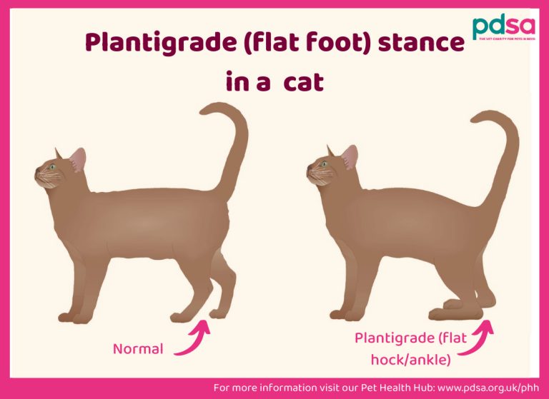 Can Cats Become Diabetic