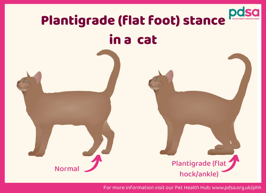 Can Cats Become Diabetic? Uncover Vital Facts!