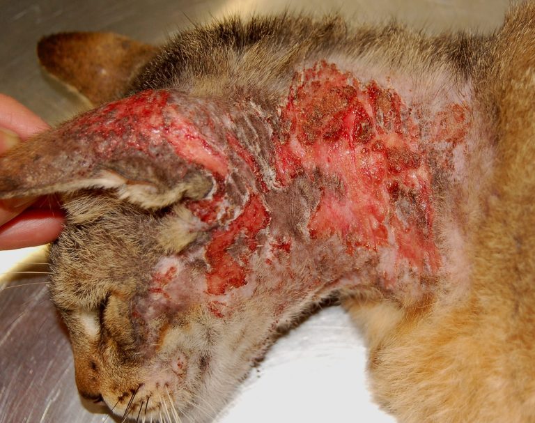 Can Cats Cause Dermatitis
