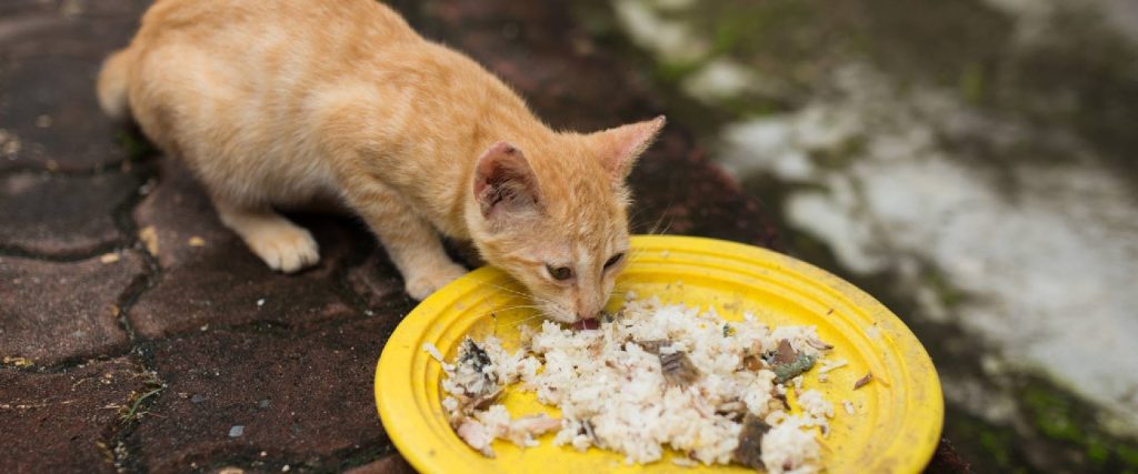 Can Cats Ear Rice