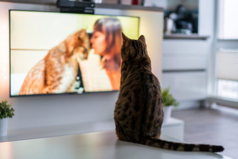 Can Cats Watch Tv