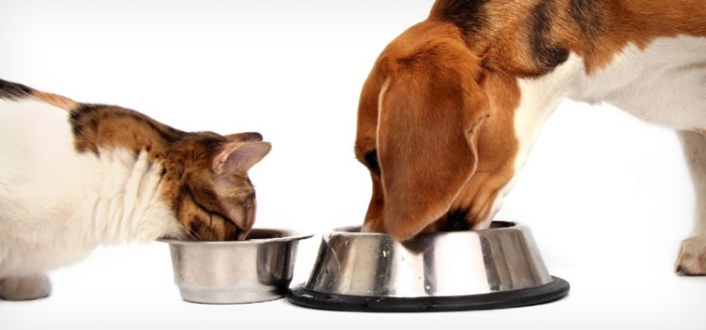 Can Dogs Eat Hard Cat Food