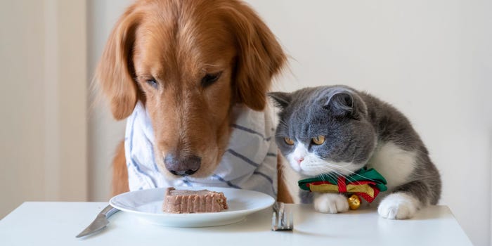 Can Dogs Eat Wet Cat Food