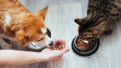 Can I Feed Cat Food to a Dog