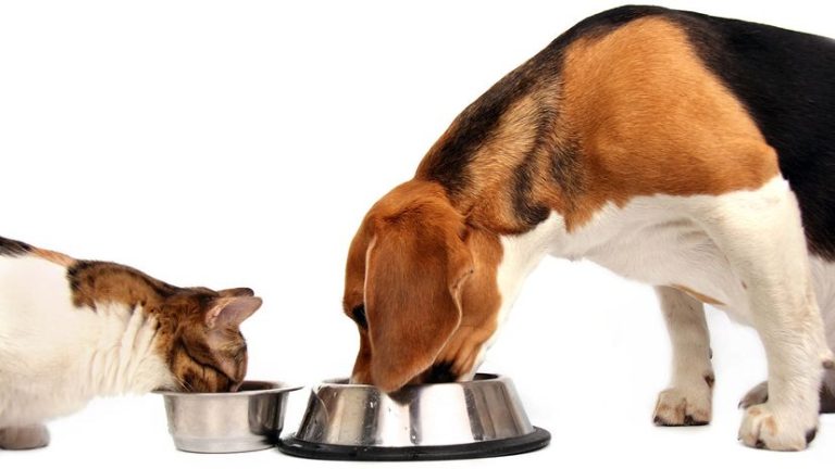 Can I Feed Cat Food to My Dog