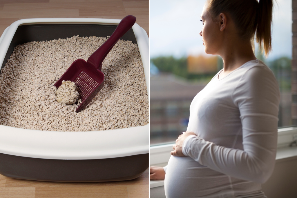 Why Can't You Change Cat Litter When Pregnant