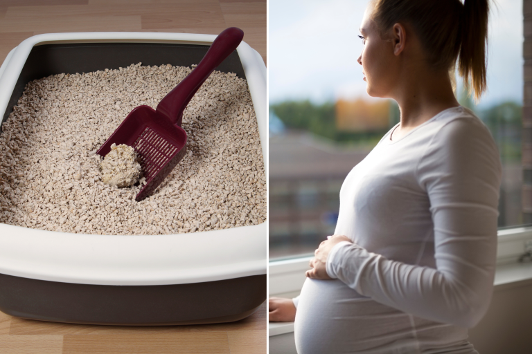 Can Pregnant Women Change Cat Litter