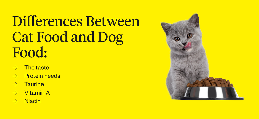 Can U Feed Cat Food to Dogs
