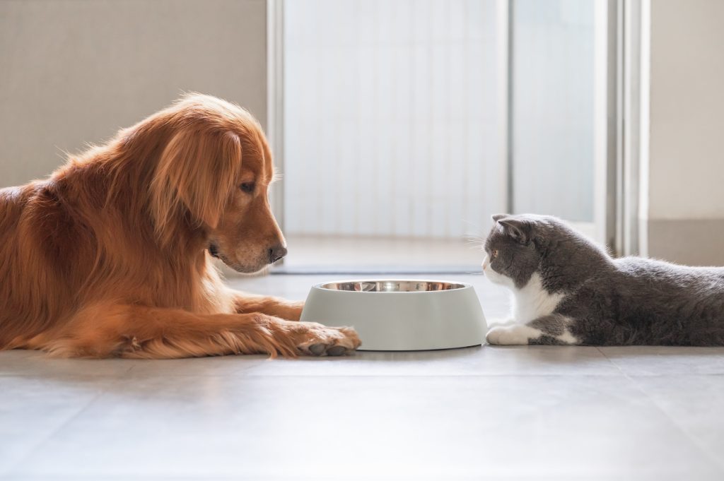 Can You Feed Cat Food to a Dog