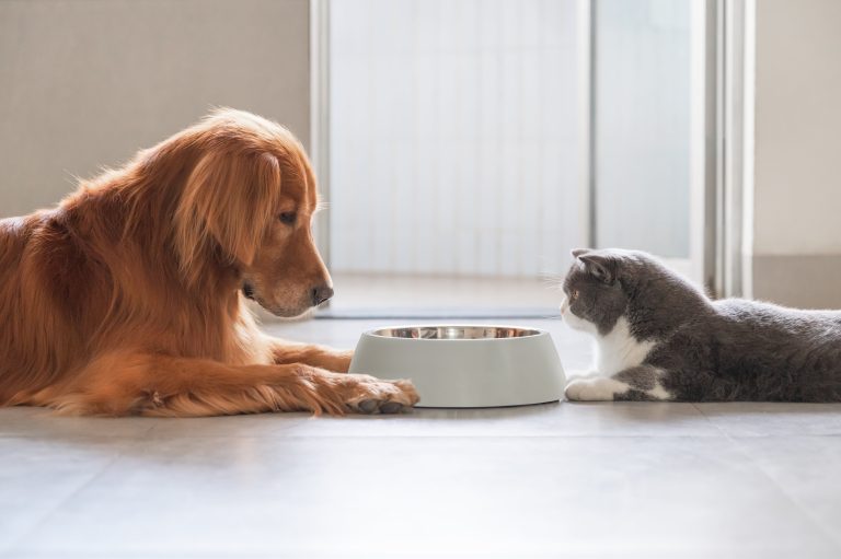 Can You Feed Cat Food to a Dog