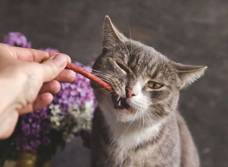 Can You Train a Cat to Be Like a Dog