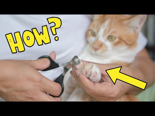 Can You Use Nail Clippers on a Cat