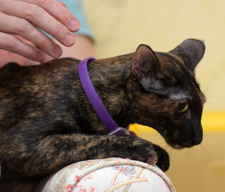 Do Cat Flea Collars Work