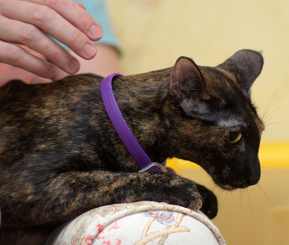 Do Cat Flea Collars Work