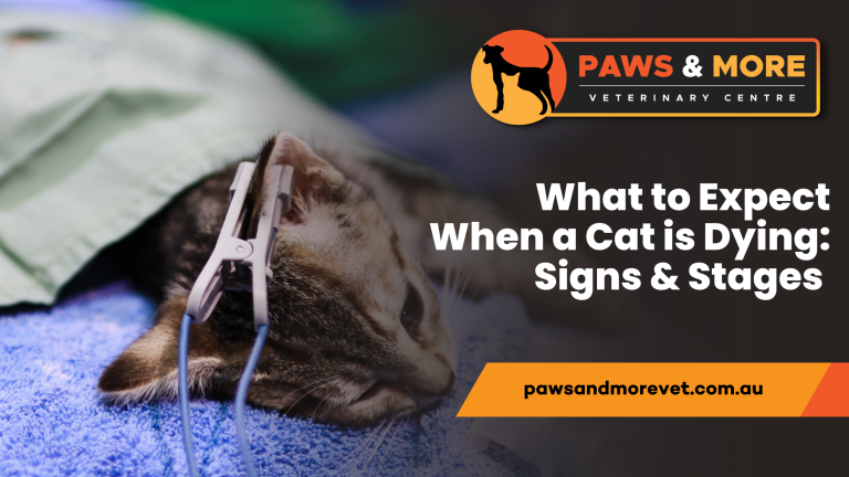 Do Cats Become More Affectionate When They are Dying