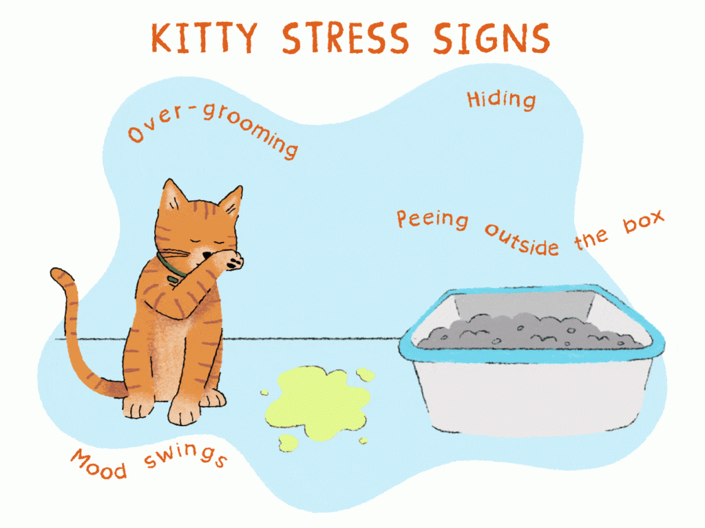Do Cats Get Anxiety