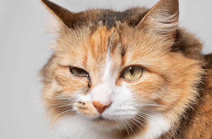 Do Cats Have Tear Ducts