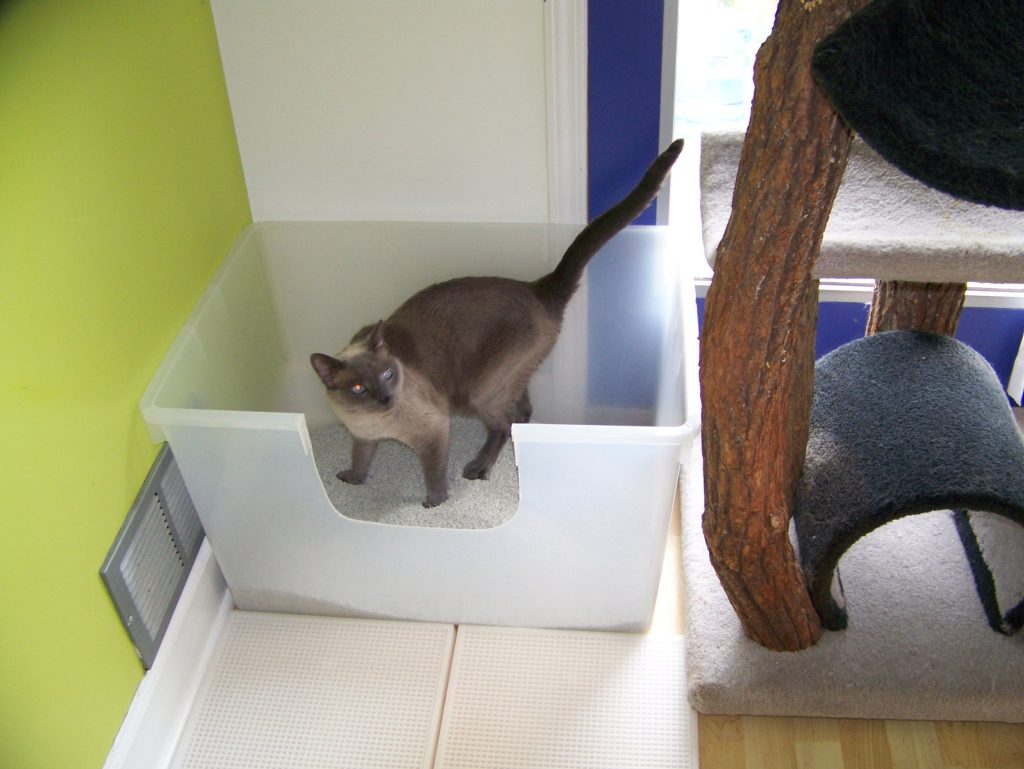 Do Cats Need Separate Litter Boxes