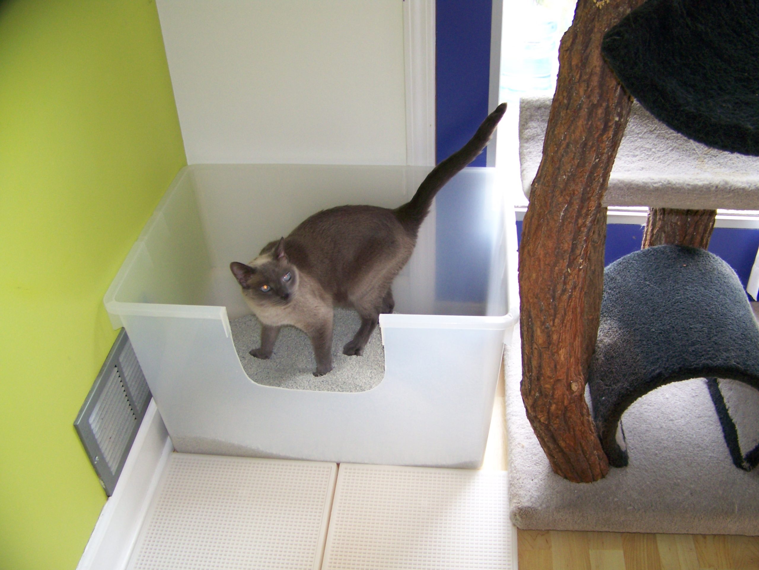 Do Cats Need Separate Litter Boxes