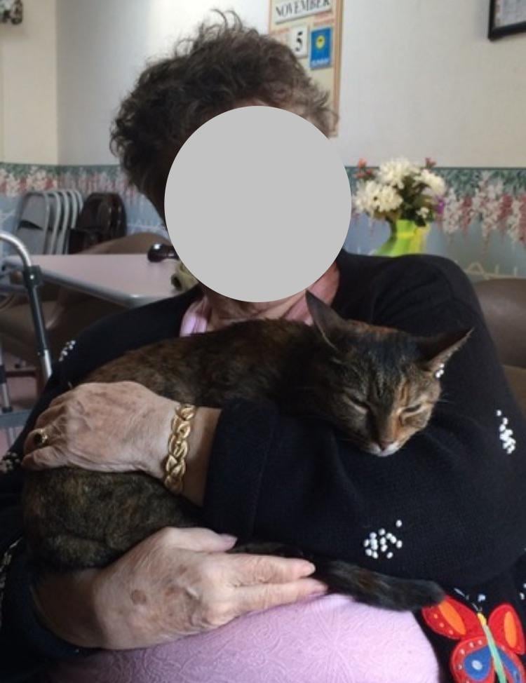 Do Cats Recognize Their Owners After Being Separated