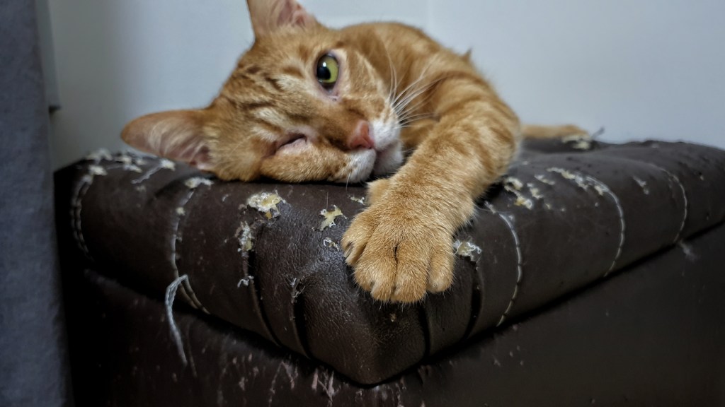 Do Cats Scratch Furniture: Proven Ways to Prevent It