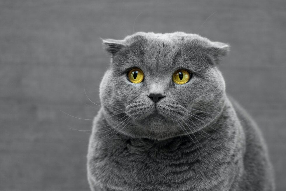 Do Different Cat Breeds Have Different Personalities