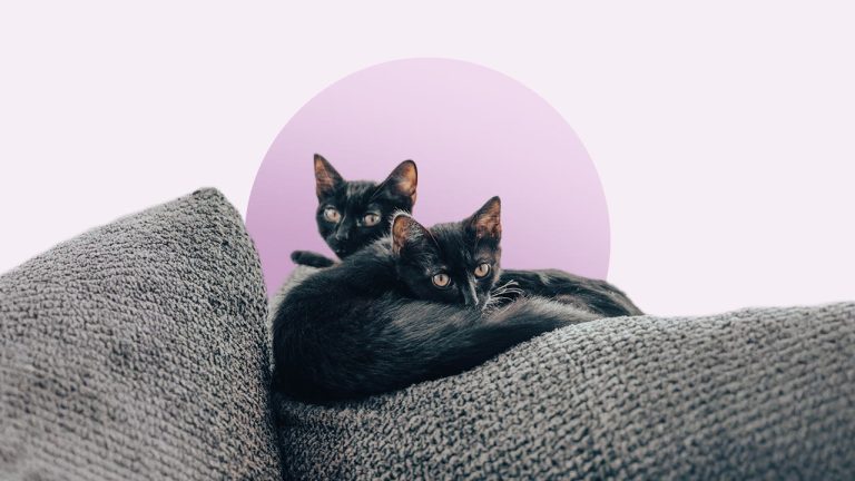 Do I Need Cat Insurance