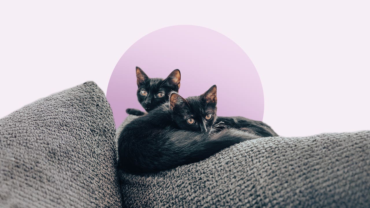 Do I Need Cat Insurance? Uncover the Essential Facts
