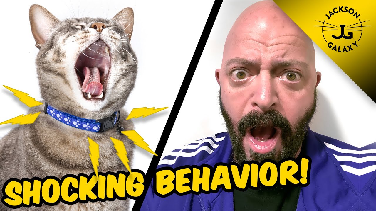 Do They Make Shock Collars for Cats