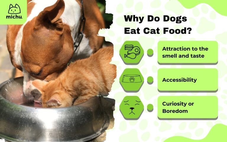 Does Cat Food Hurt Dogs
