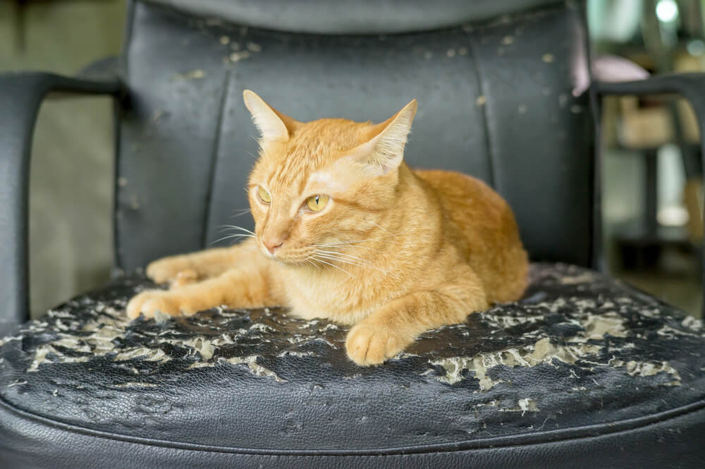 Does Feliway Stop Cats Scratching Furniture
