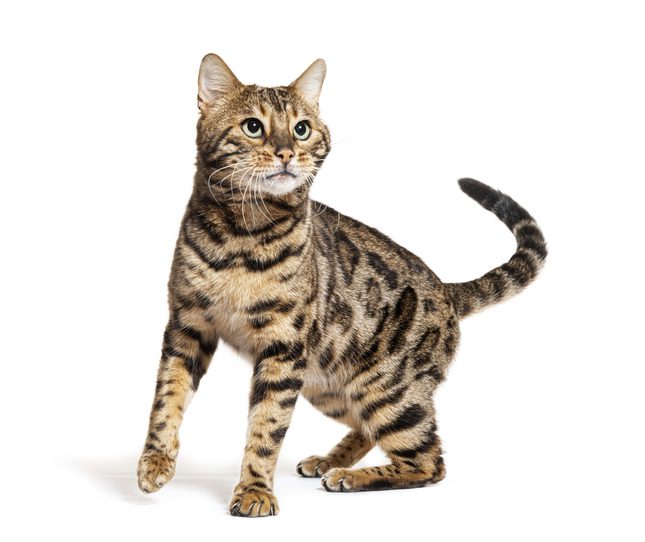 How Can I Help My Cat With Hairballs