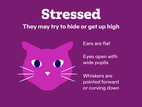 How Can I Tell If My Cat is Stressed