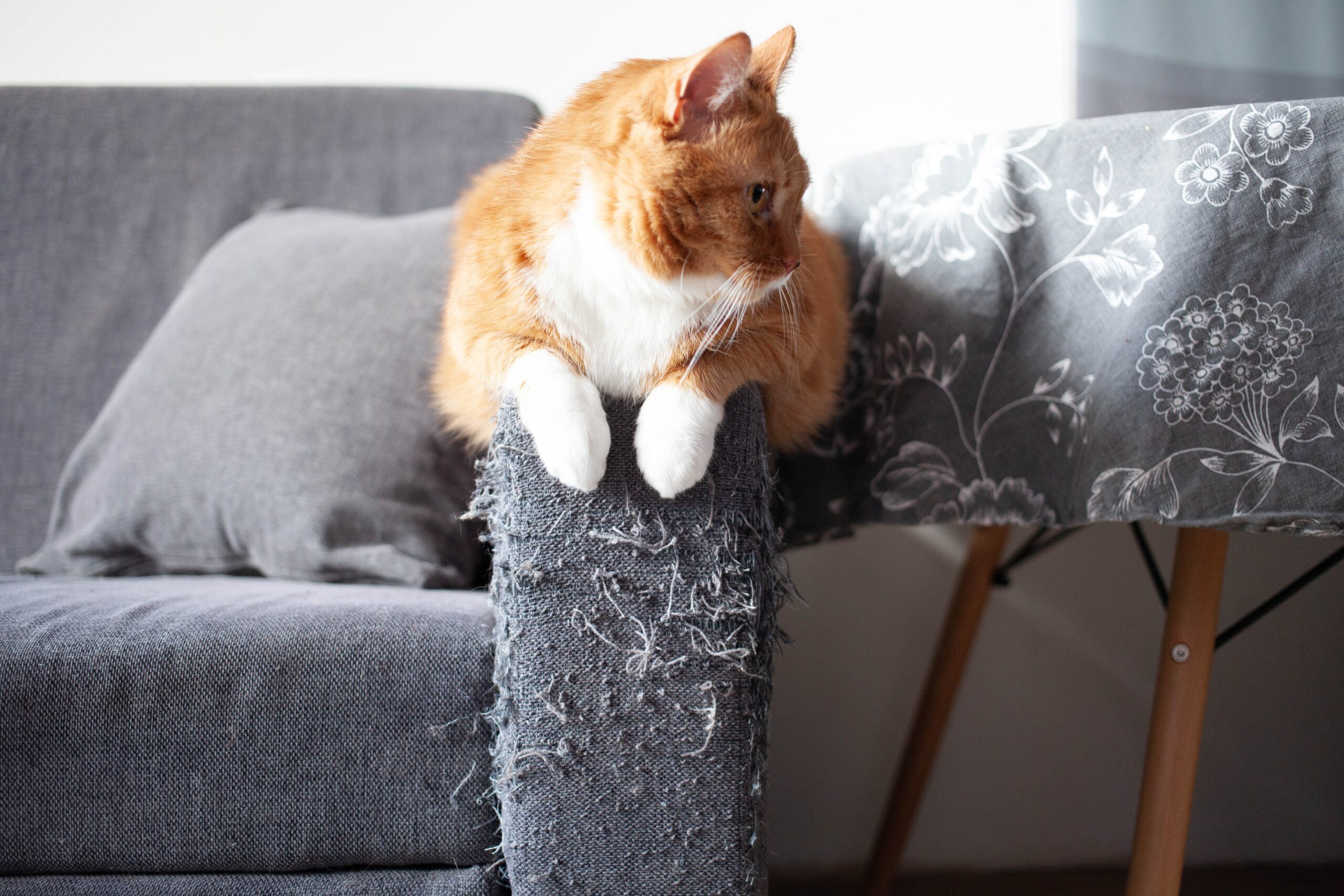 How Can You Stop a Cat from Scratching the Furniture: Proven Tips