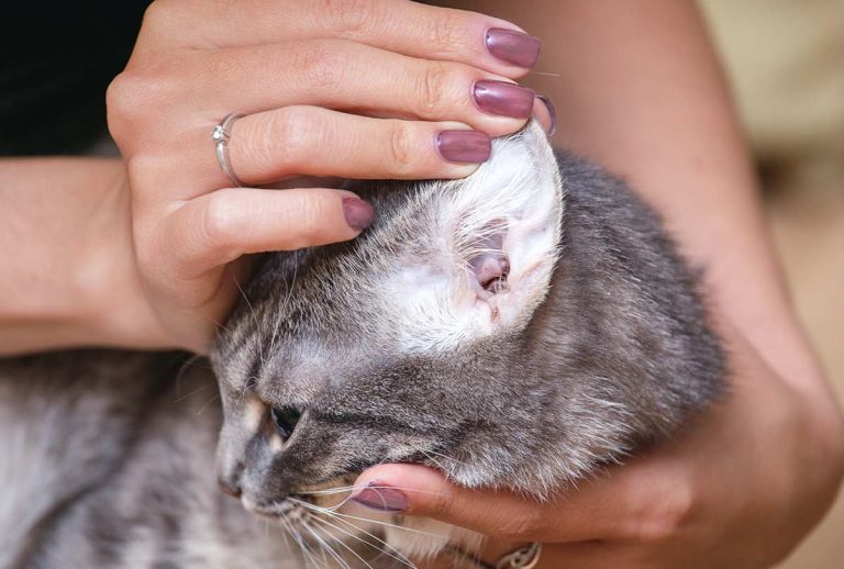 How Can You Tell If Your Cat Has Ear Mites
