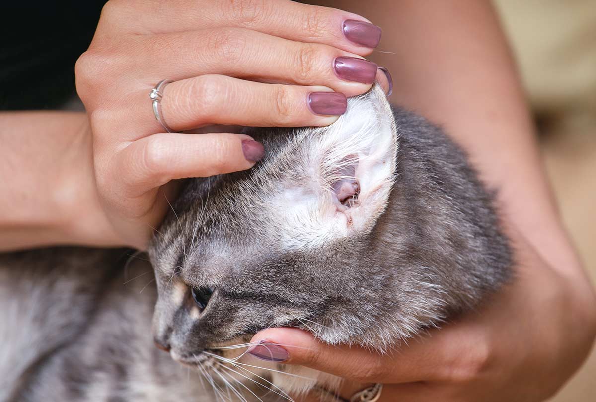 How Can You Tell If Your Cat Has Ear Mites: Expert Tips