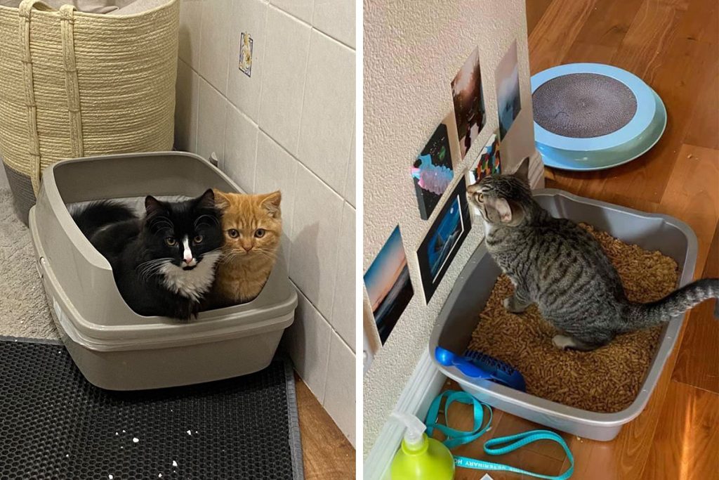 How Do Cats Know to Use Litter