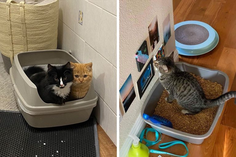 How Do Cats Know to Use Litter