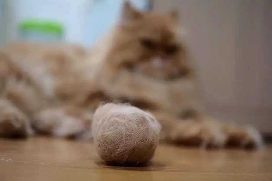 How Do I Help My Cat With Hairballs