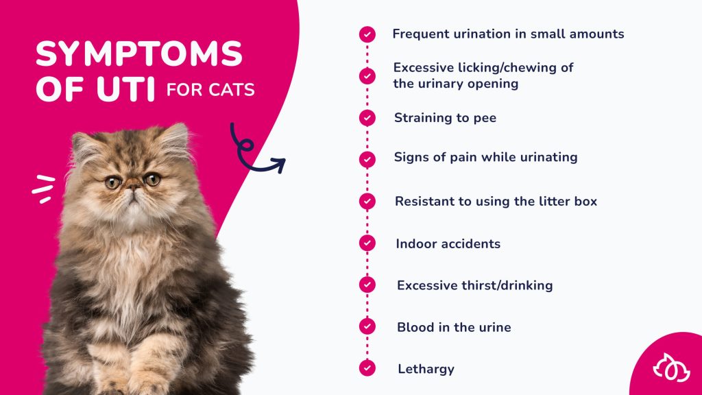 How Do Vets Check for Urinary Tract Infection in Cats
