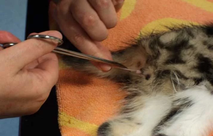 How Do Vets Neuter Cats
